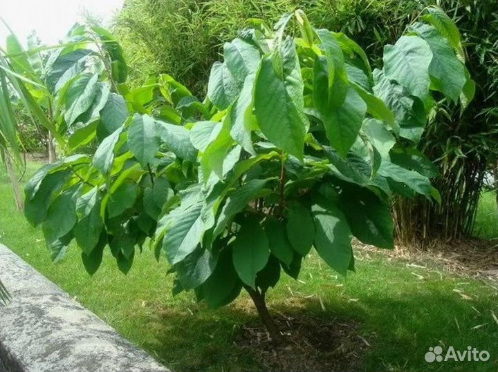 Саженцы Азимины, русское манго