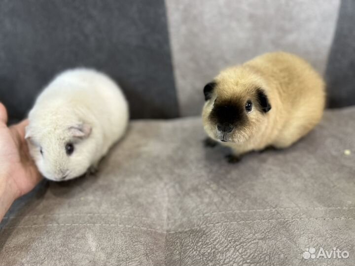 Морская свинка тедди калифорния кремовый
