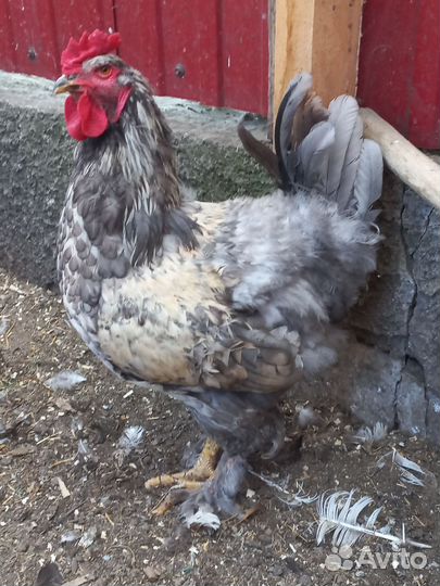 Молодые племенные петухи