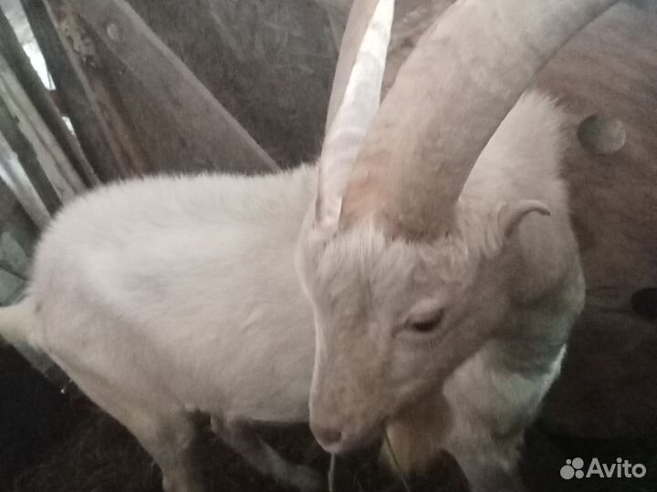 2 козы и козёл порода ламанча