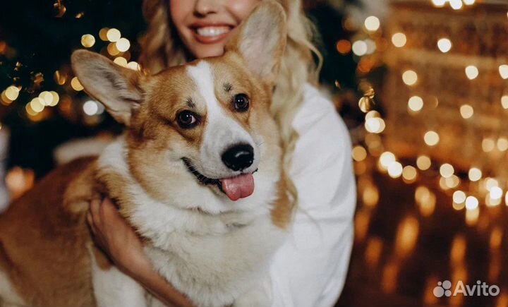 Вельш-корги (вязка)