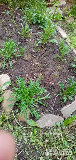 Сосна, Манчжурский орех, многолетники