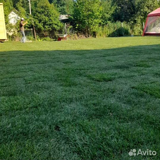 Газон. Рулонный газон