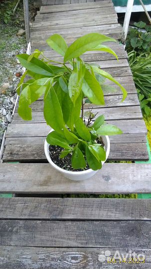 Аннона муриката