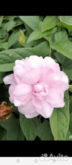 Колистегия