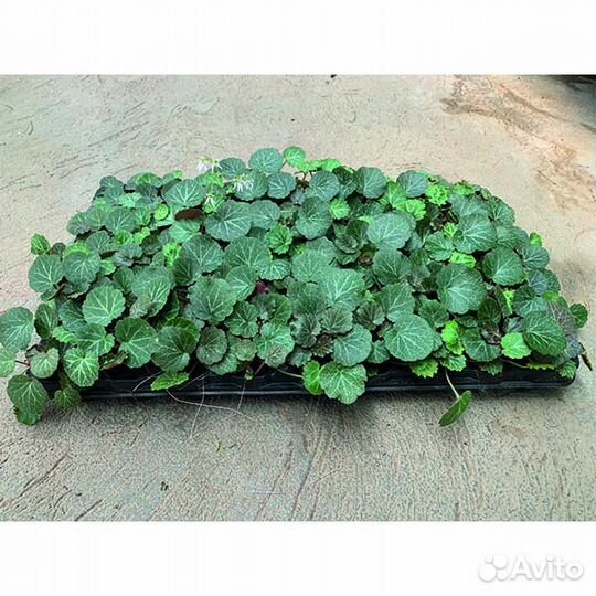 Укорененные черенки комнатных растений