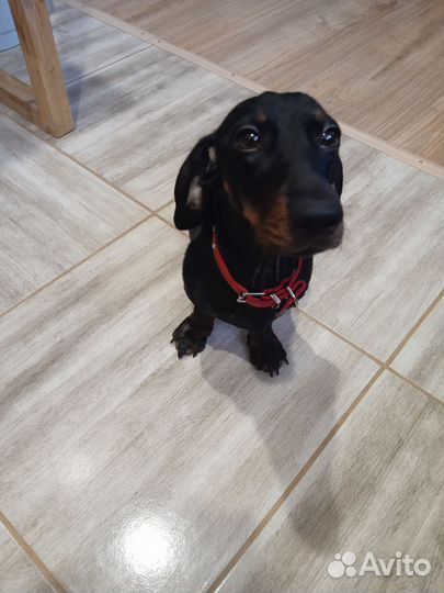 Карликовая такса