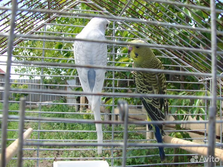 Хохлатые(чубатые) волнистые попугаи