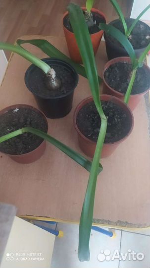 Гиппиаструм детки