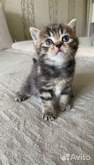 Британские котята