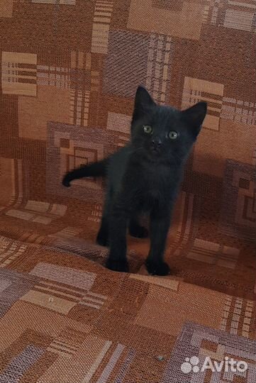 Очаровательные котята ищут дом