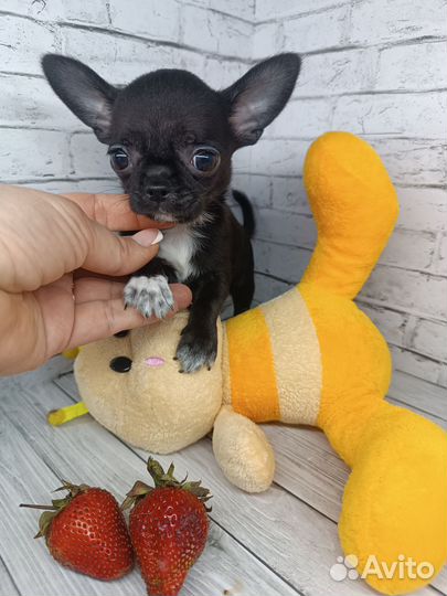 Малыш Лаврик