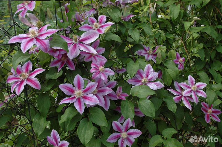 Клематисы