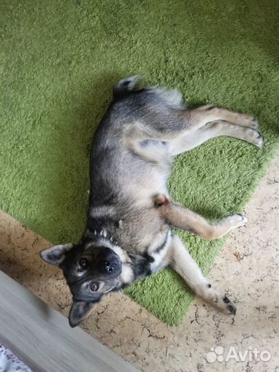 Барон ищет дом