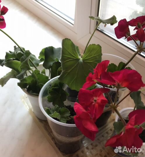 Герань пеларгония