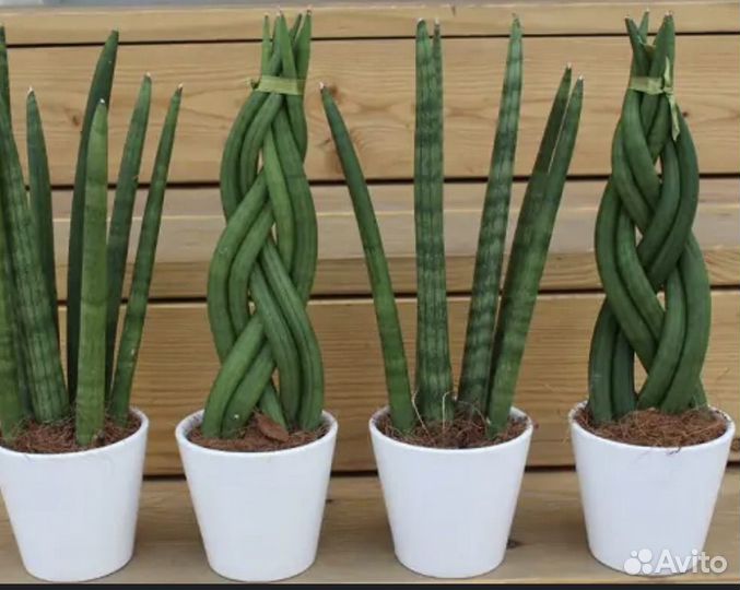 Цветок Сансиверия