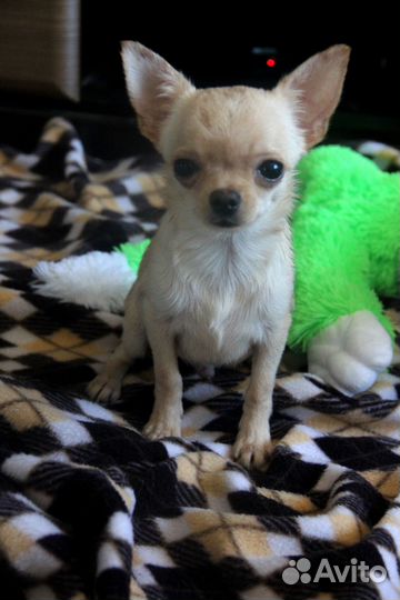 Замечательный мальчик