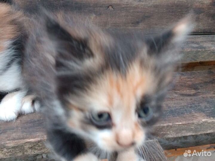 Котята в добрые руки бесплатно