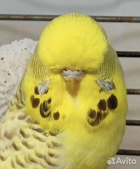 Попугай ввп чех, выставочный, волнистый