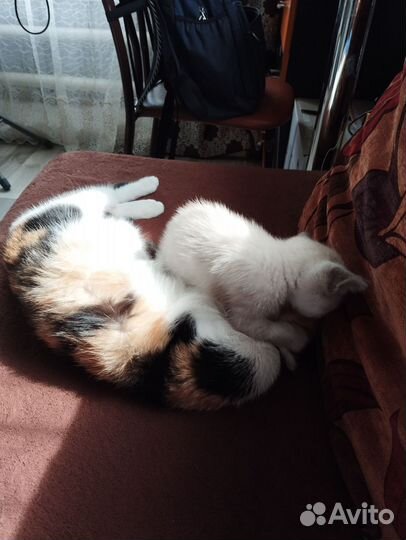 Котенок мальчик