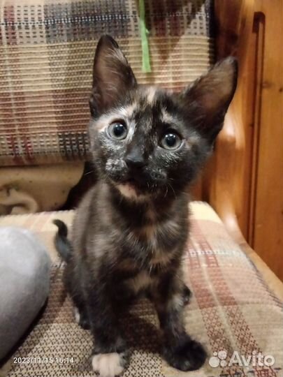 Котенок: добрая и веселая девочка