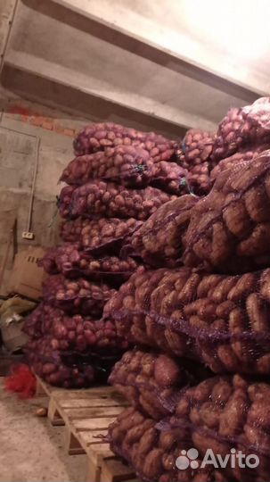 Продам картофель