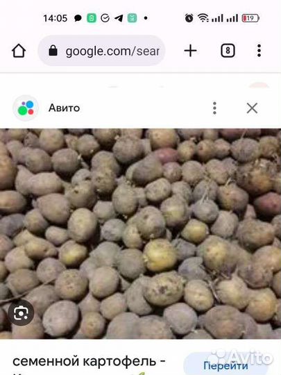 Семенной картофель
