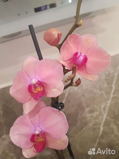 Орхидея сорт nadion