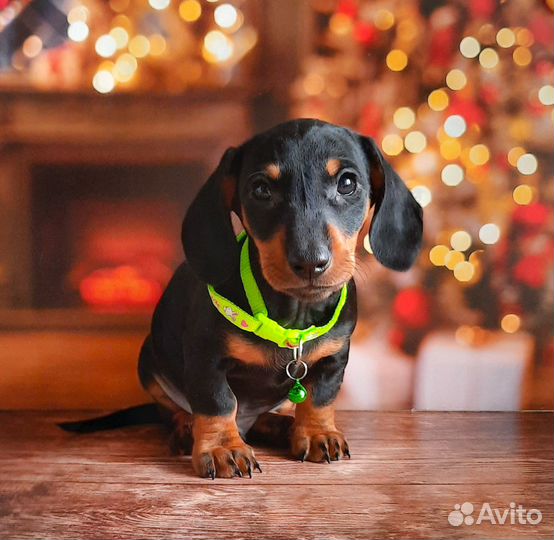 Щенки таксы ждут заботливых хозяев