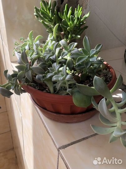 Сукуленты, красула Овата, ккислица, Сансевиерия