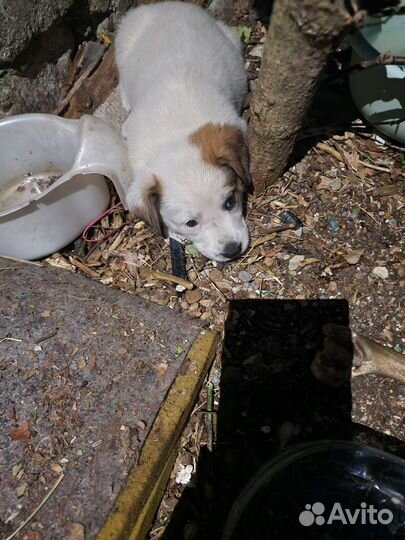 Щенки в добрые руки