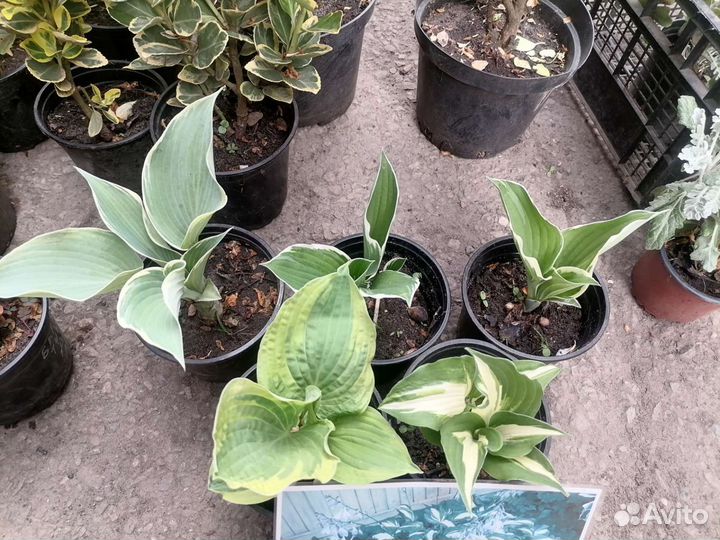 Многолетники для сада цветы