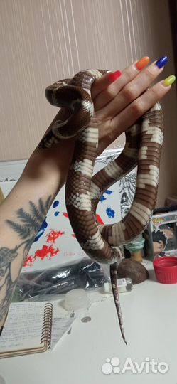 Молочная королевская змея