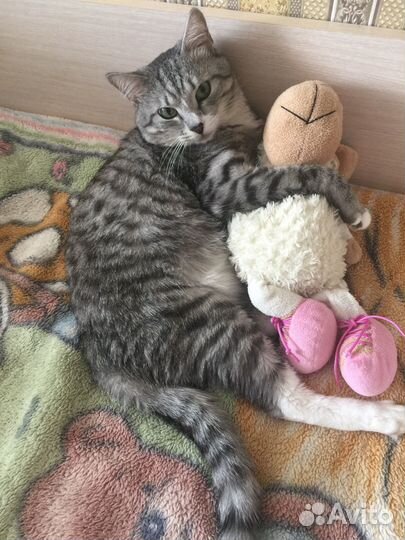 Коты бесплатно