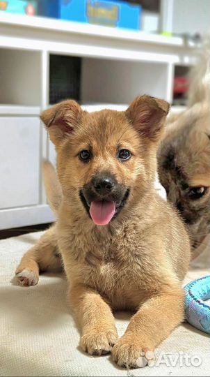 Щенок девочка 3 мес в дар