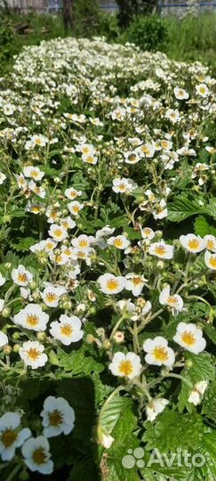 Свежие/сушеные листья 2023г. смородины/ земляники