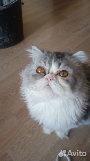 Персидский кот вязка
