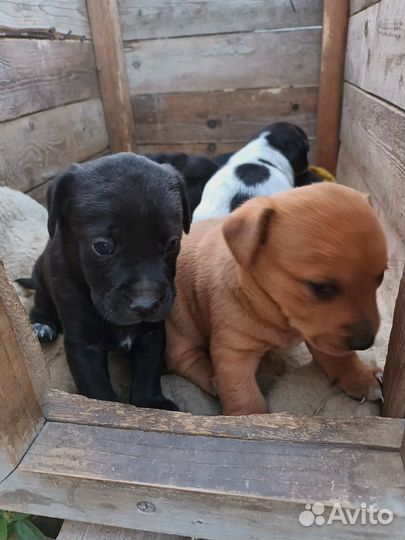 Щенок в добрые руки