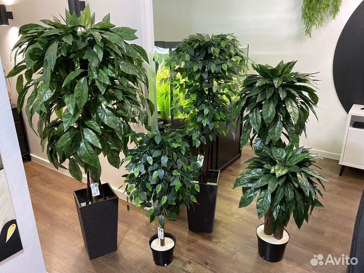 Озеленение помещений от 50 м2 / офисы / кафе