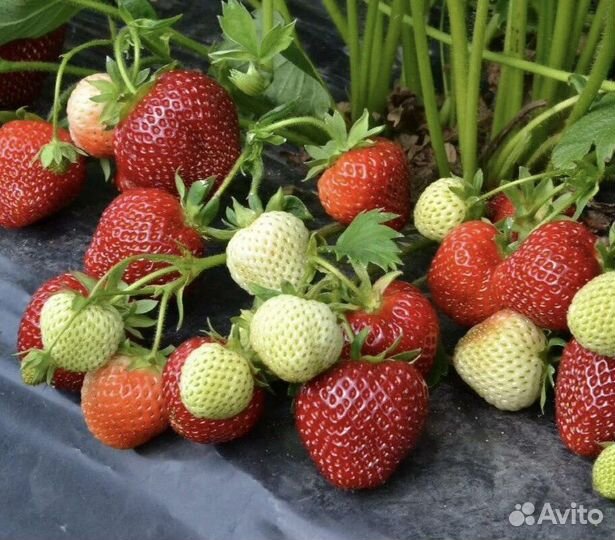 Клубника ремонтантная, семена