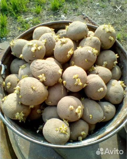 Семенной картофель