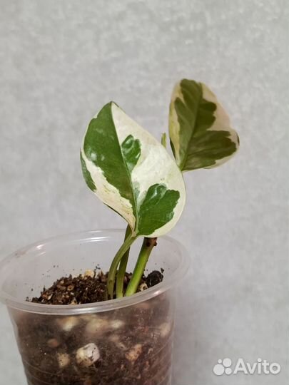 Сциндапсус Н джой