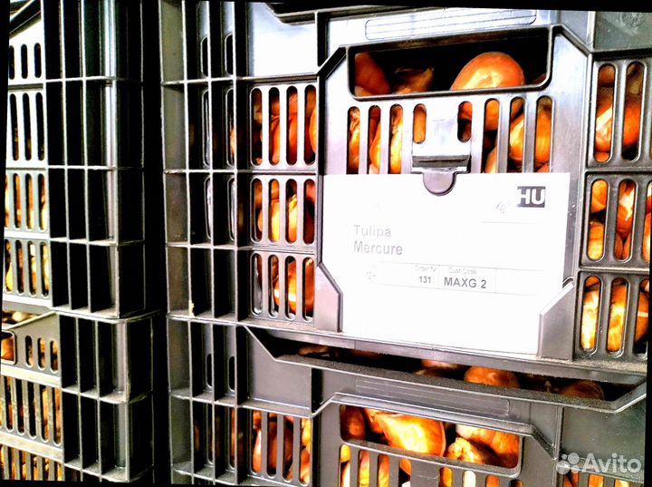 Луковицы тюльпанов микс оптом