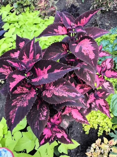 Колеус сортовой