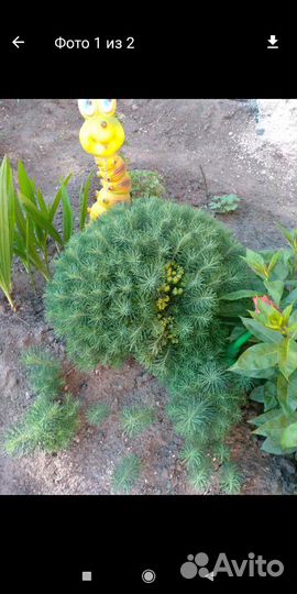 Молочай кипарисовый