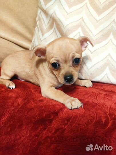 Щенки чихуахуа