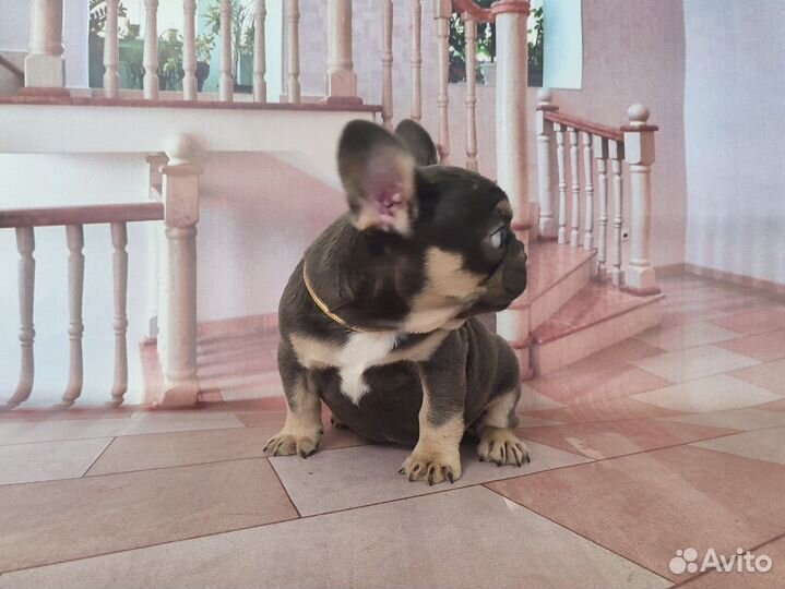 Флаффигеная девочка