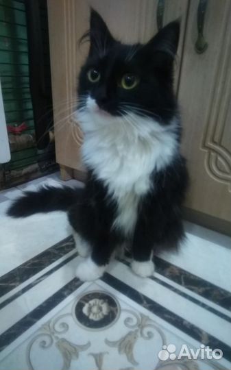 Кошечка Ласка 8 -10 мес
