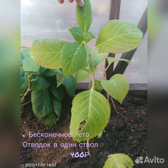 Гортензия крупнолистная 