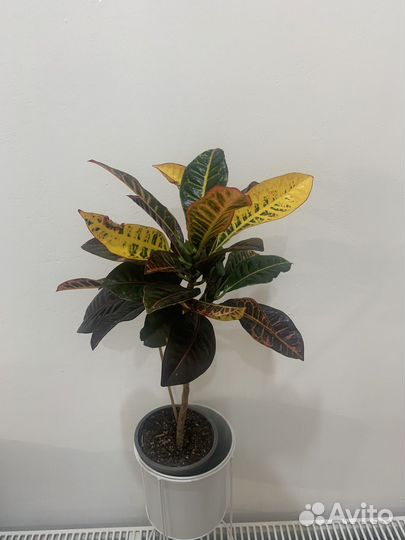 Кодиеум кротон